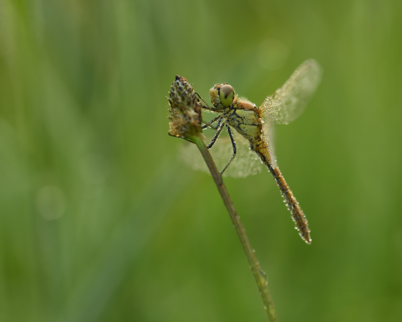 Ein Hauch von Sommer