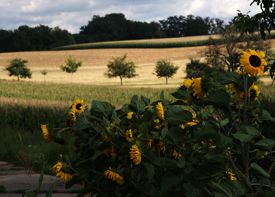 Ein Hauch von Sommer...