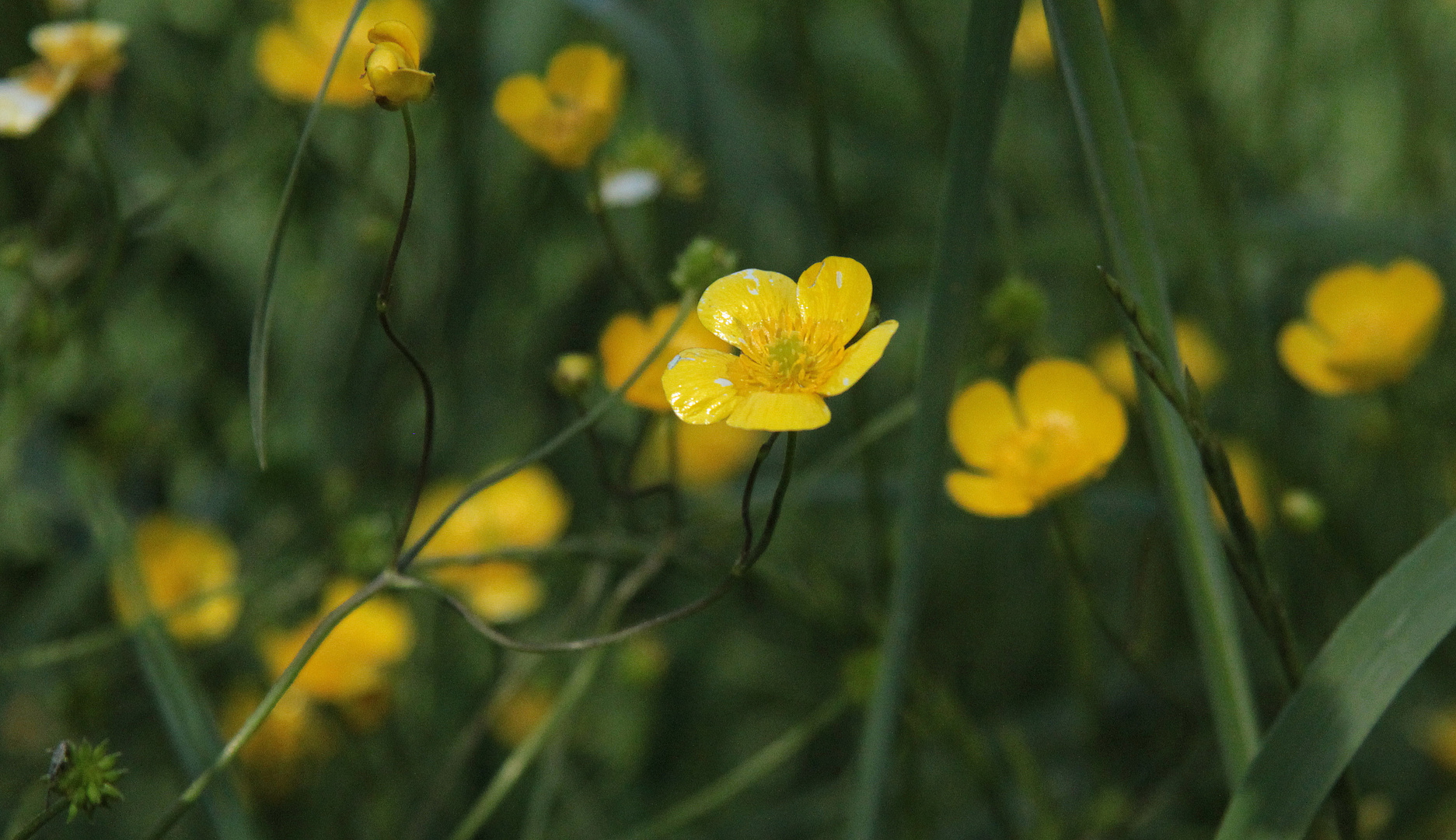 ein Hauch von Sommer..