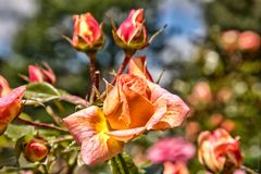 Ein Hauch von Sommer