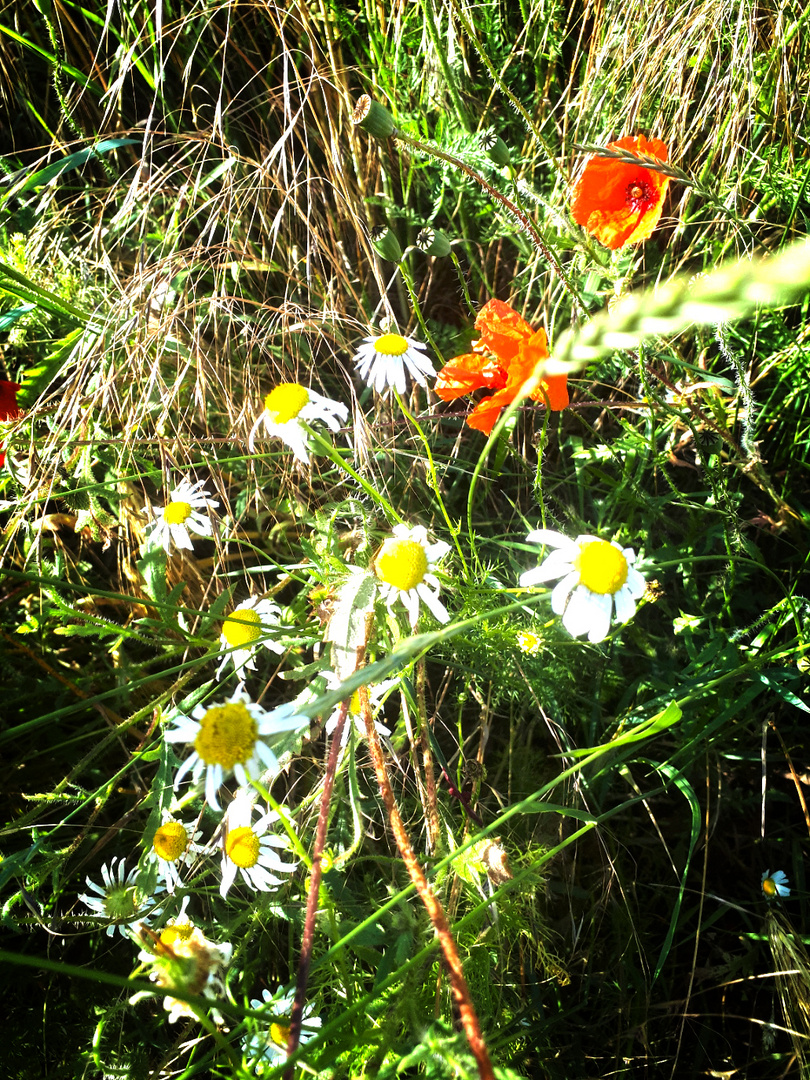 Ein Hauch von Sommer