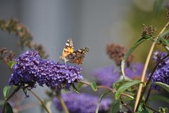 Ein Hauch von Sommer - trotz des sehr durchwachsenen Wetters