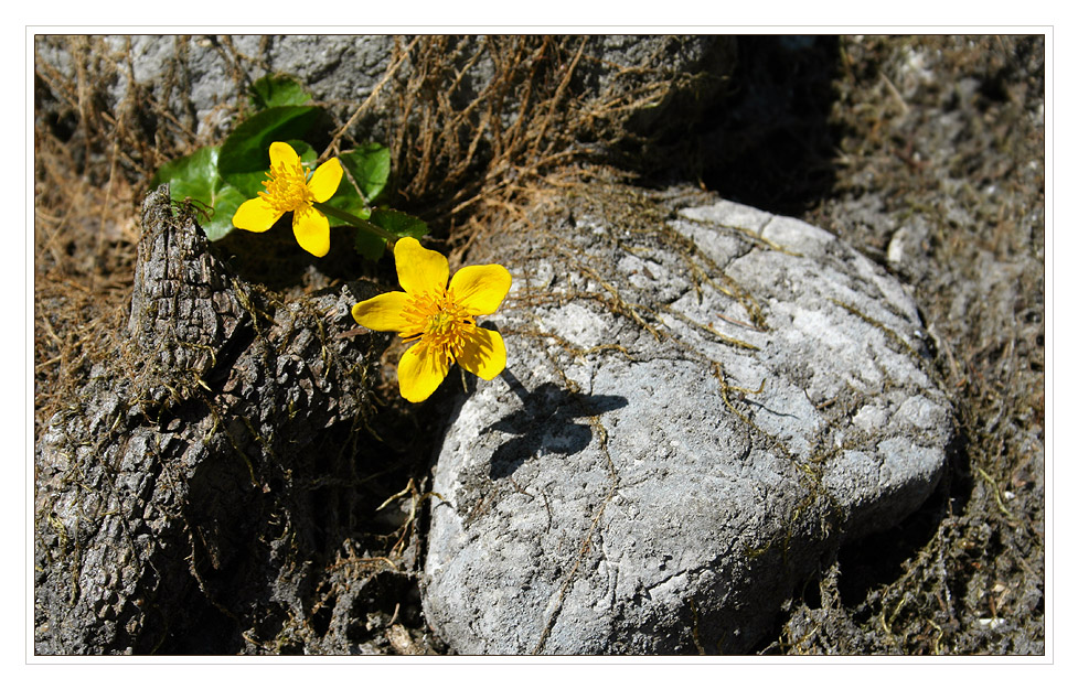 Ein Hauch von Sonne