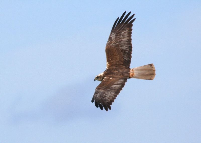 Ein Hauch von Steinadler