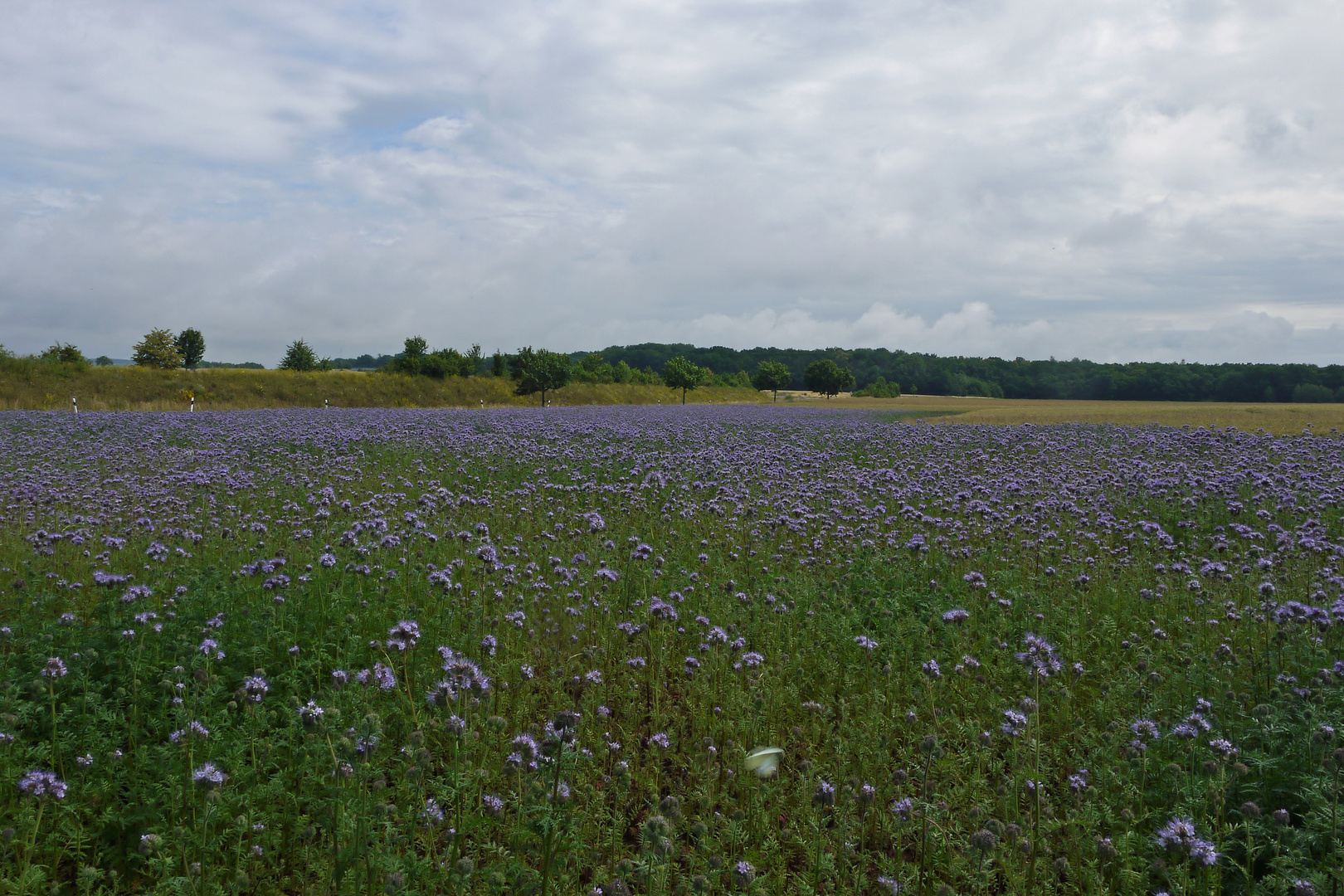 Ein Hauch von Toskana oder Provence