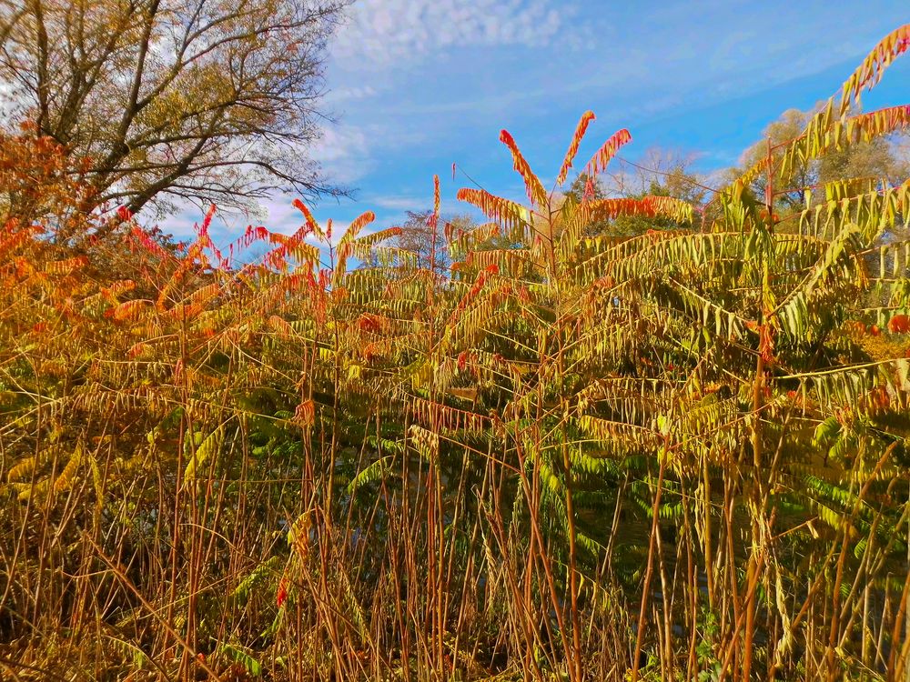 Ein Hauch von Urwald