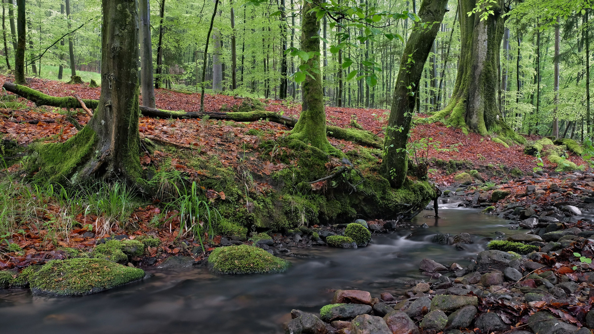 Ein Hauch von Urwald am Teufelsgraben...