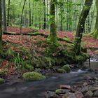 Ein Hauch von Urwald am Teufelsgraben...