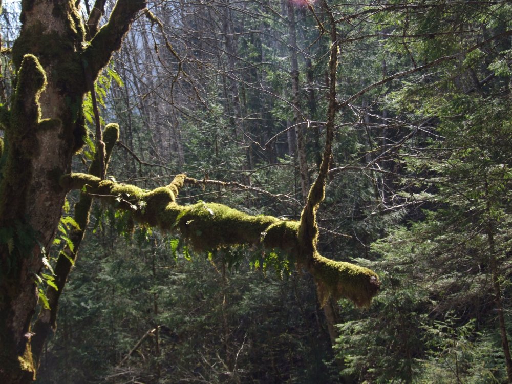 Ein Hauch von Urwald