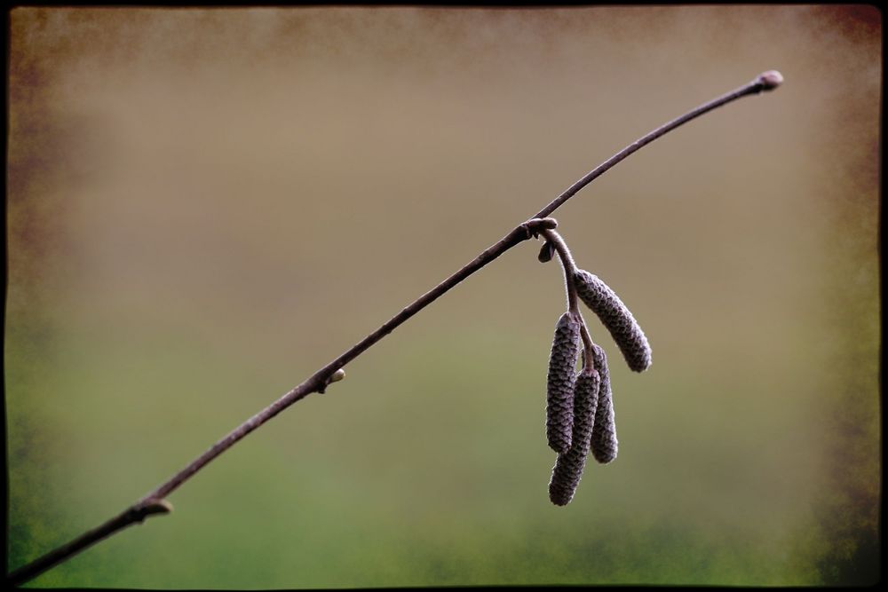 Ein Hauch von Vorfrühling