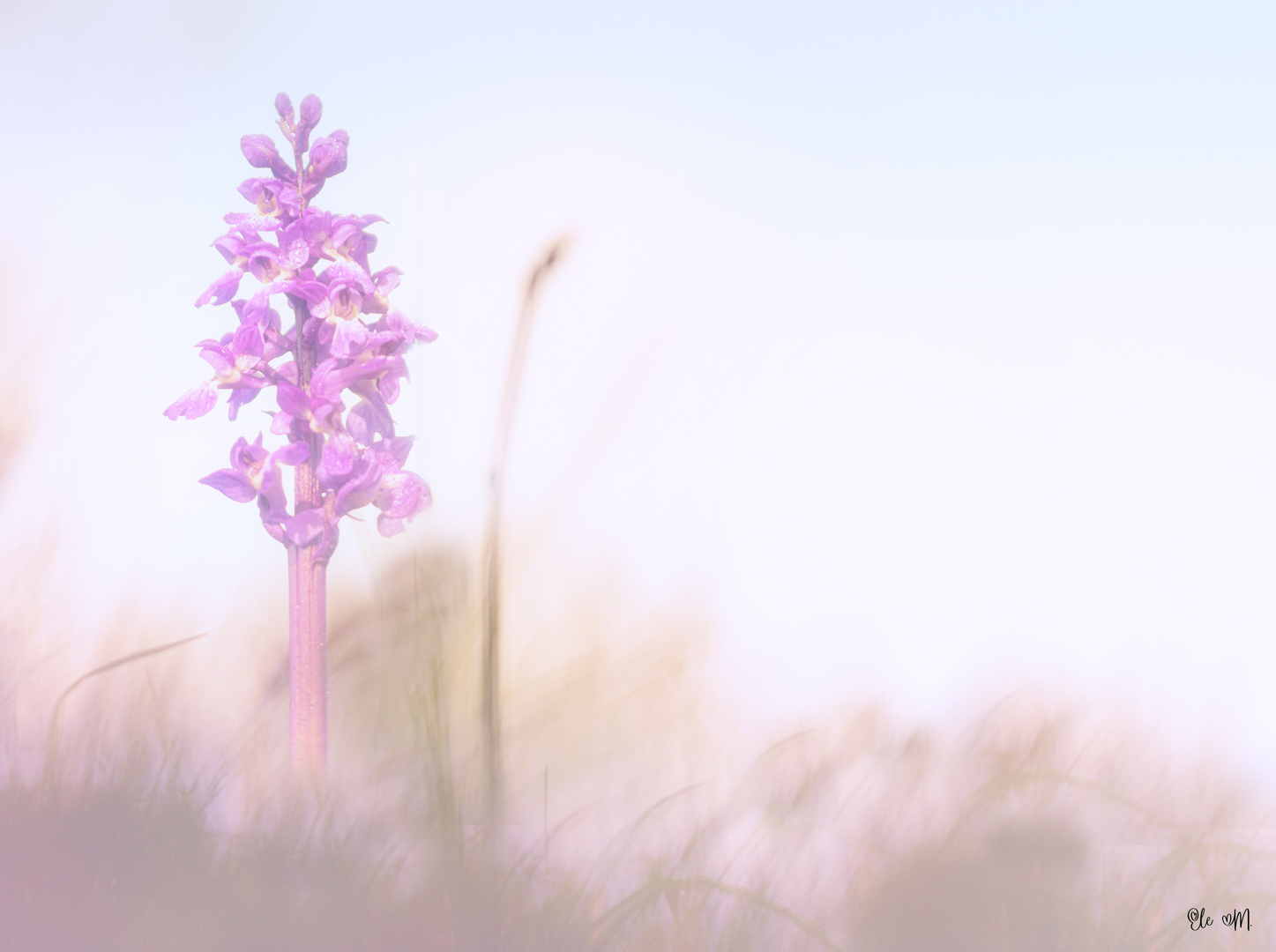 Ein Hauch von wilden Orchideen...