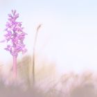 Ein Hauch von wilden Orchideen...