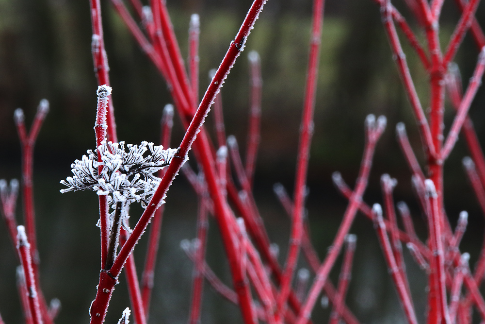 ein Hauch von Winter.......