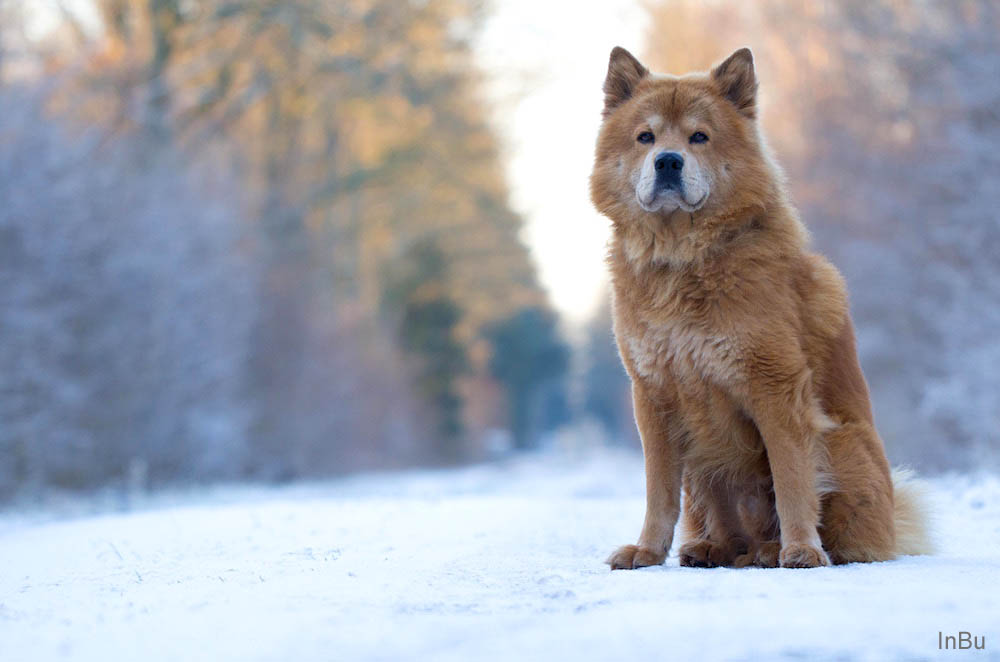 Ein Hauch von Winter