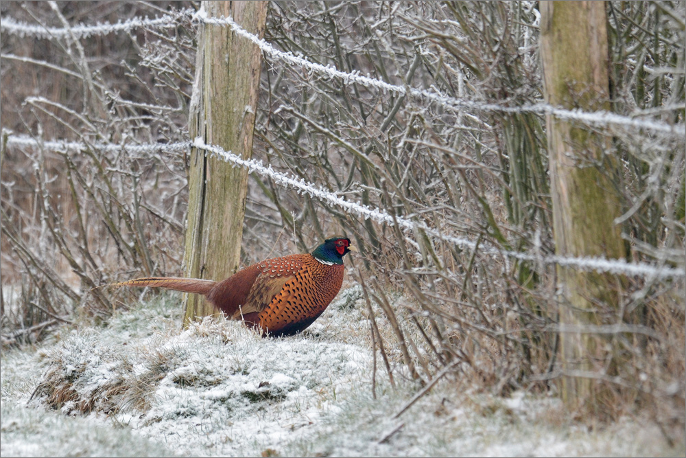 Ein Hauch von Winter . . .