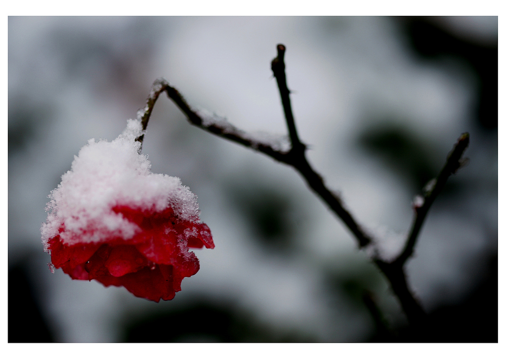 Ein Hauch von Winter (2)