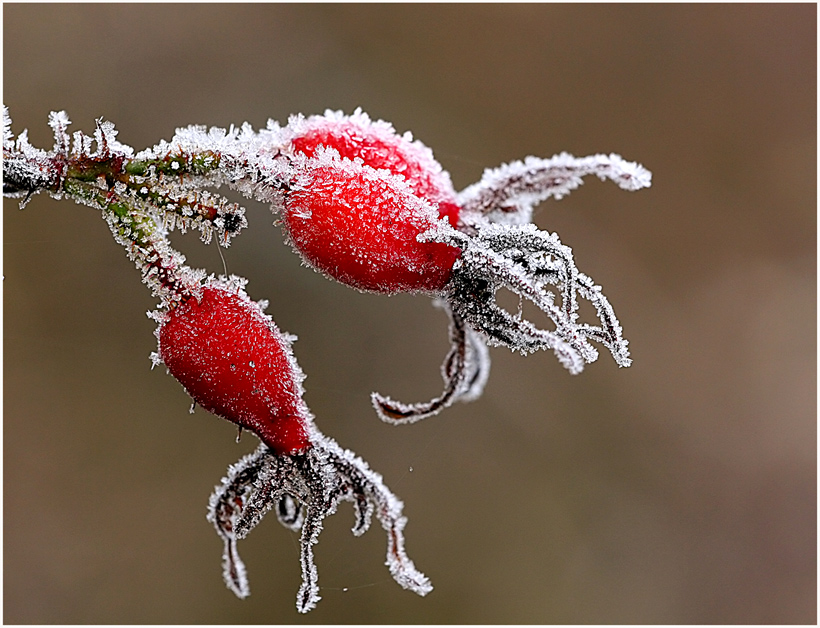 ein Hauch von Winter (2)