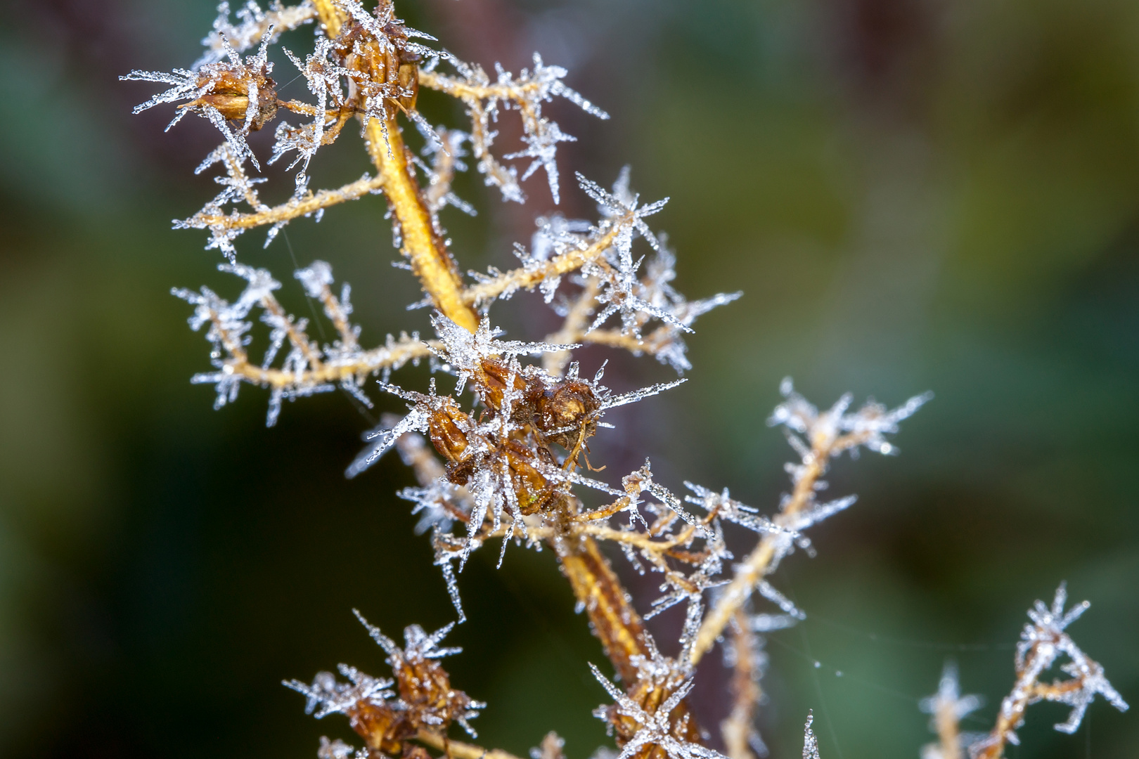 ein hauch von winter