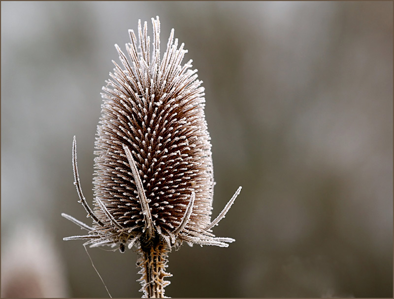 ein Hauch von Winter (3)