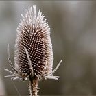 ein Hauch von Winter (3)