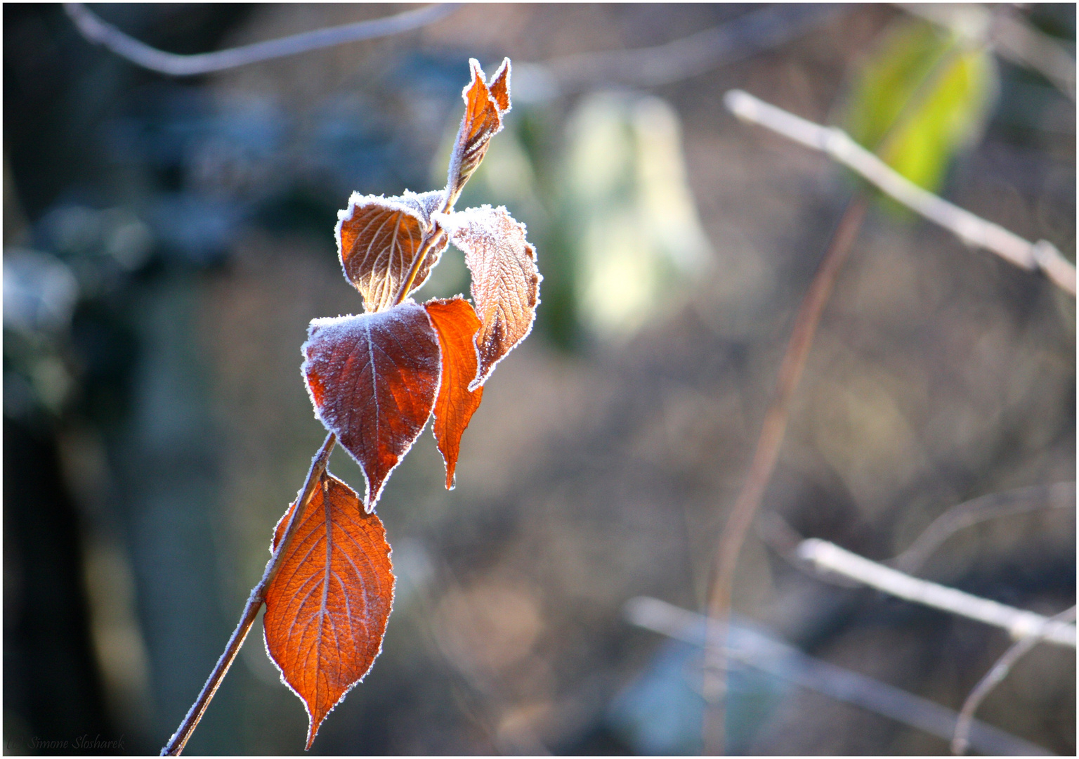 + Ein Hauch von Winter +