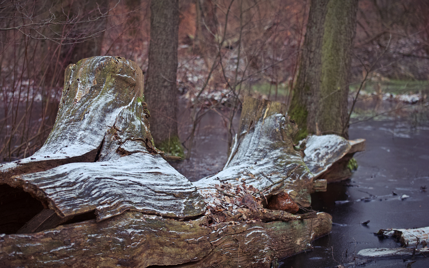 Ein Hauch von Winter