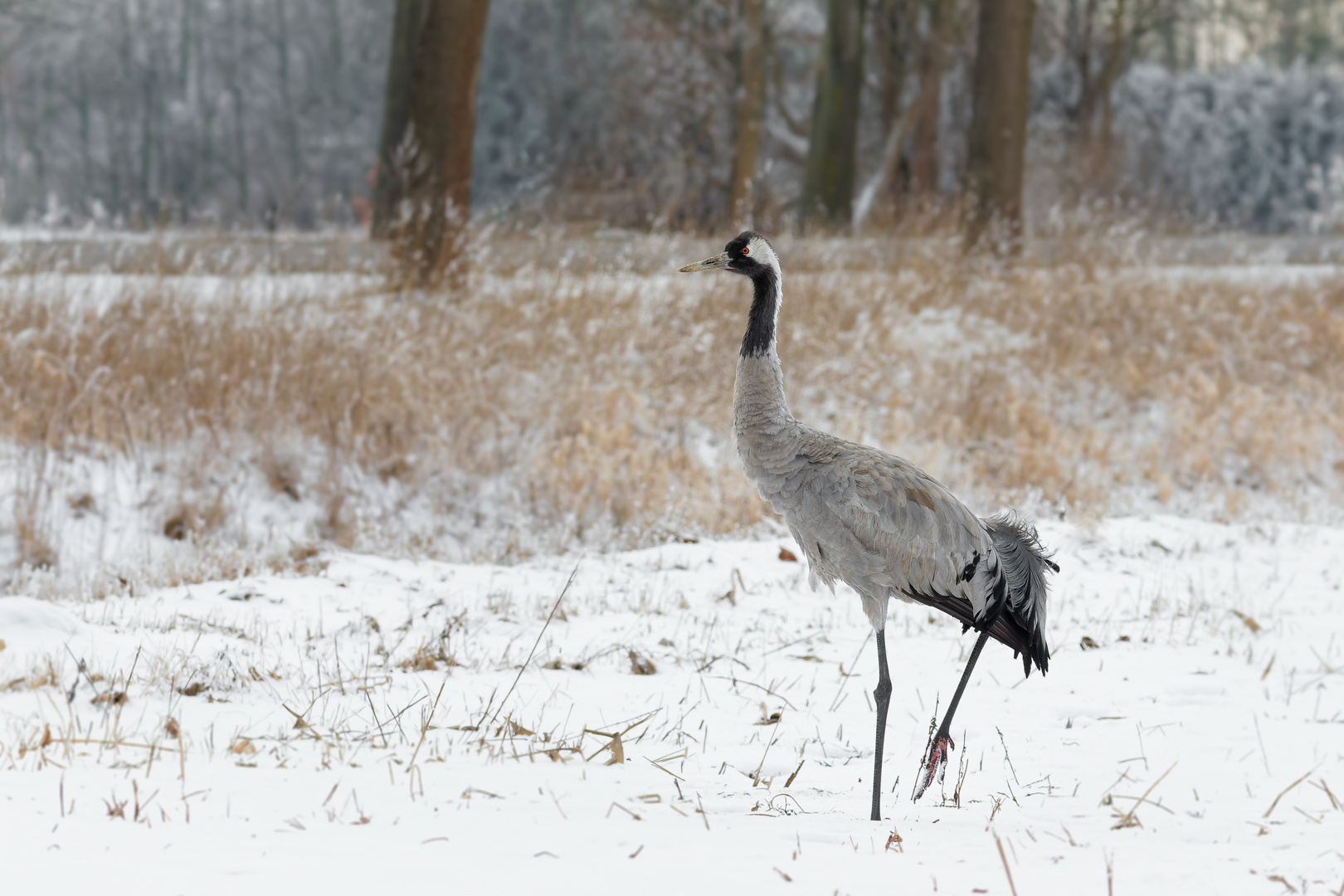  ein Hauch von Winter 