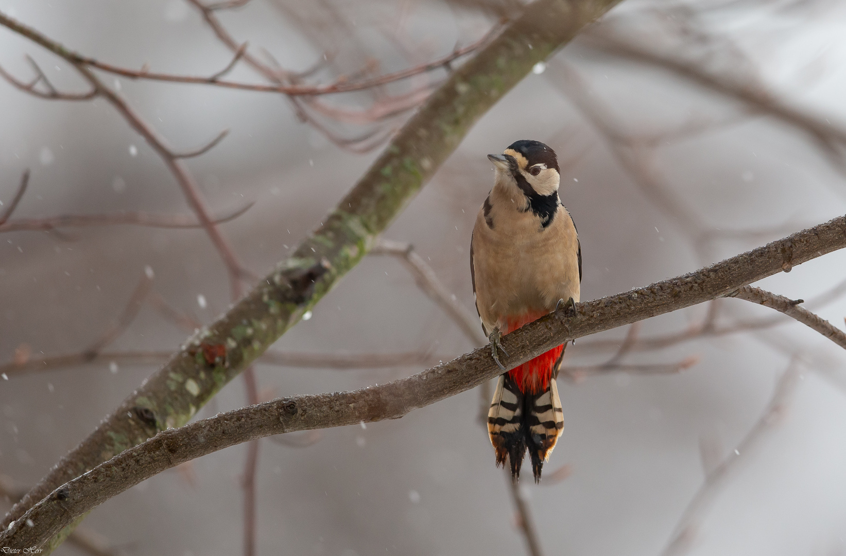 Ein Hauch von Winter...