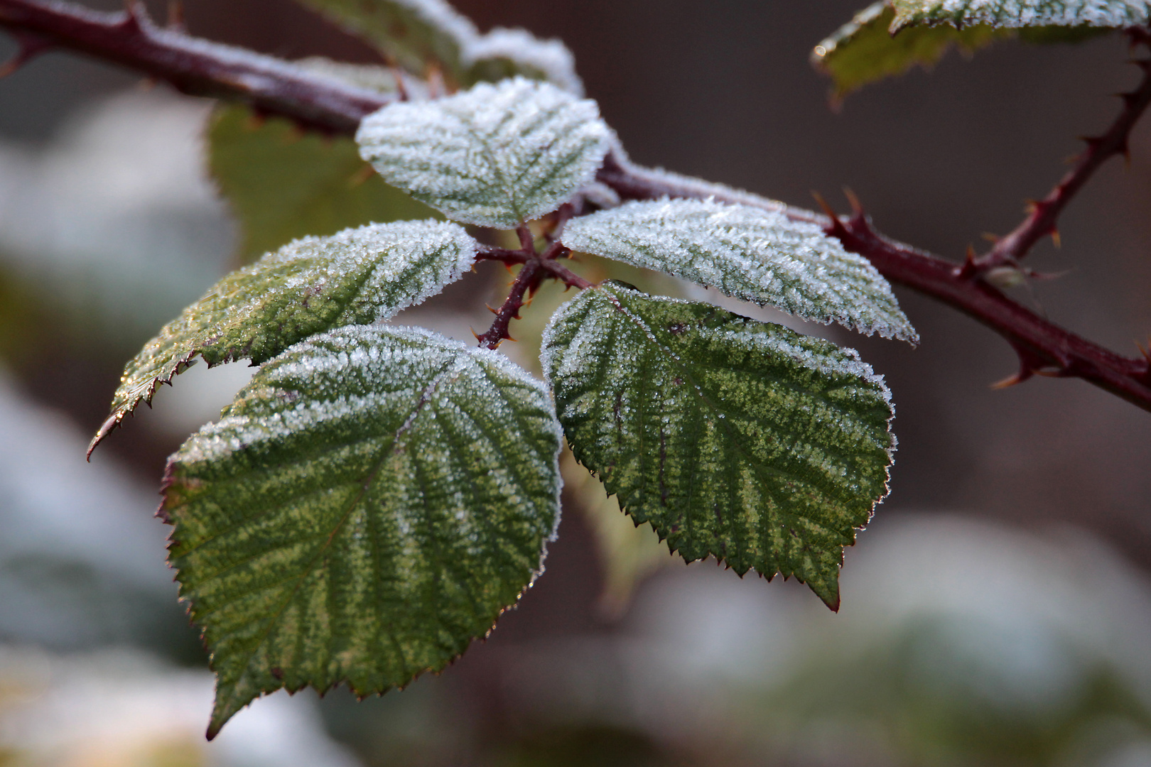 Ein Hauch von Winter