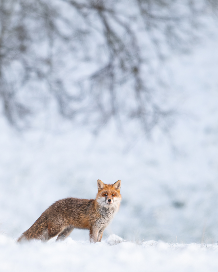 Ein Hauch von Winter