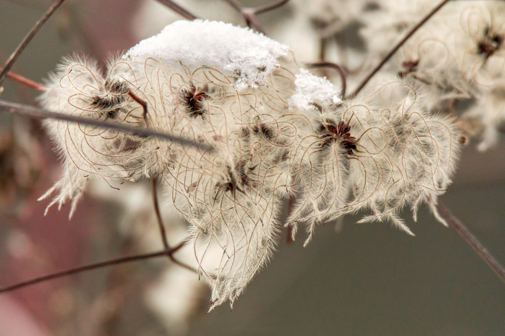 Ein Hauch von Winter