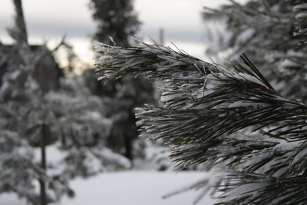 Ein Hauch von Winter