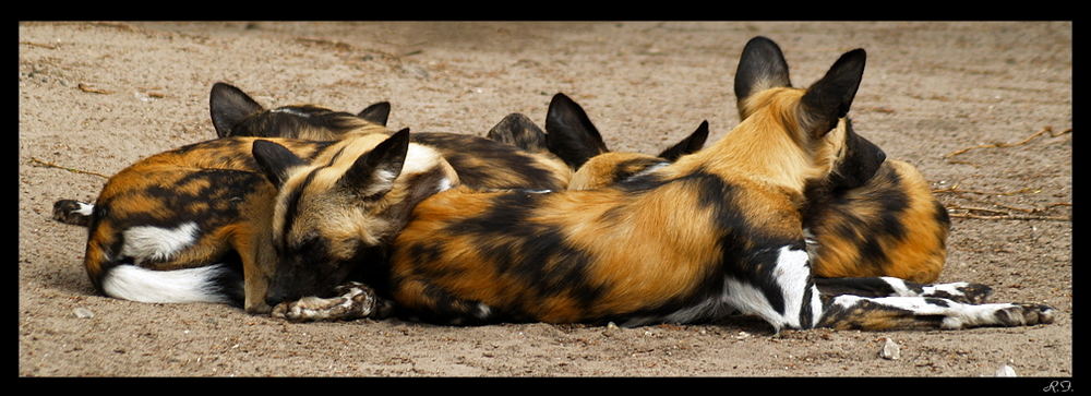 Ein Haufen afrikanischer Wildhunde