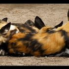 Ein Haufen afrikanischer Wildhunde