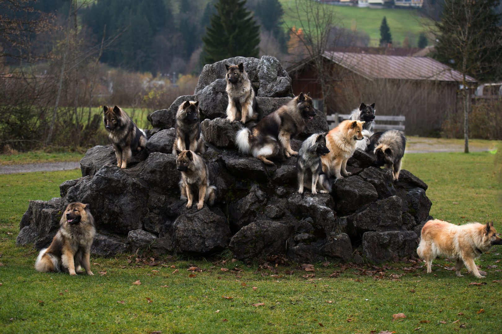 Ein Haufen Eurasier