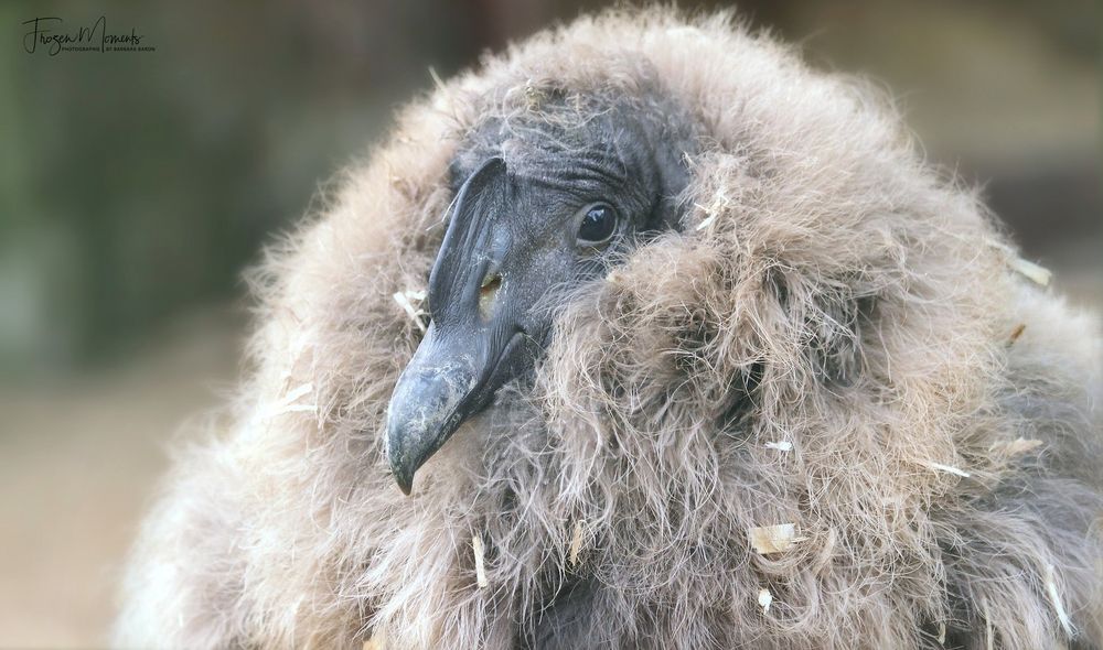 Ein Haufen Flausch