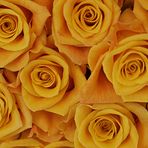 Ein Haufen gelbe Rosen