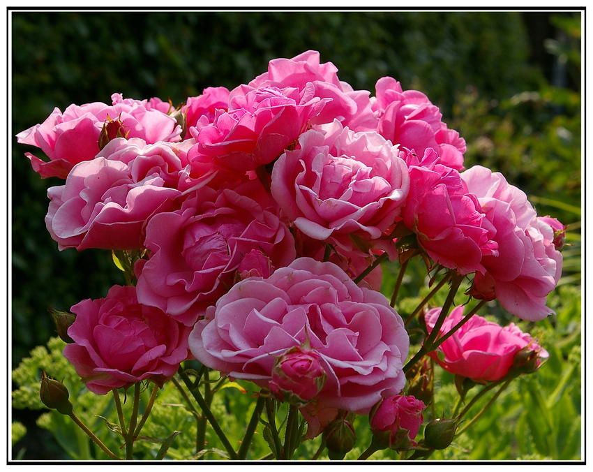 Ein haufen Rosen!