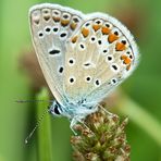 Ein Hauhechelbläuling (Polyommatus icarus)