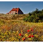 ein haus am dünenrand