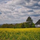 Ein Haus am Rapsfeld