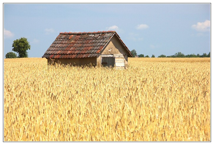 Ein 'Haus' im Kornfeld