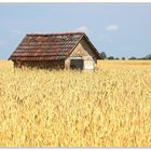 Ein 'Haus' im Kornfeld