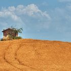 Ein Haus im Kornfeld