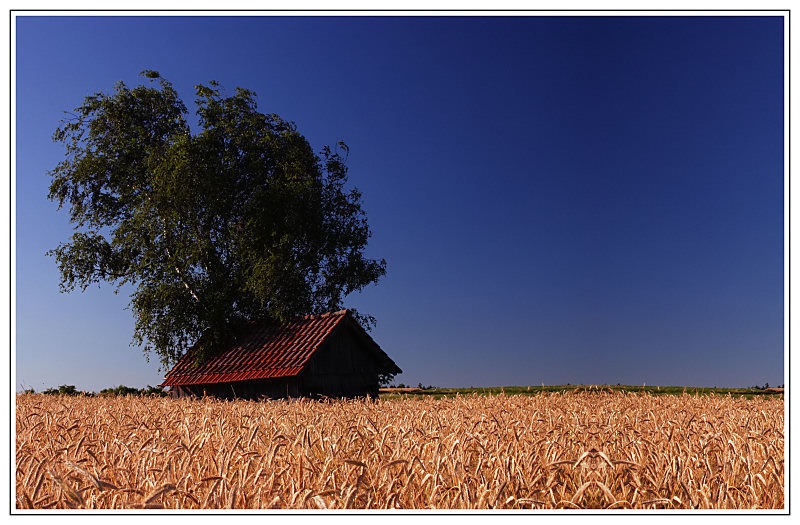 Ein Haus im Kornfeld....