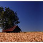 Ein Haus im Kornfeld....