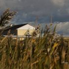 Ein Haus in den Dünen