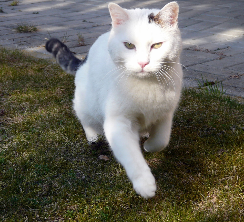 Ein Haus ohne Katze...