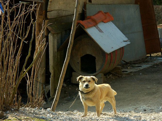 Ein Haushund in Kroatien.