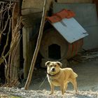 Ein Haushund in Kroatien.